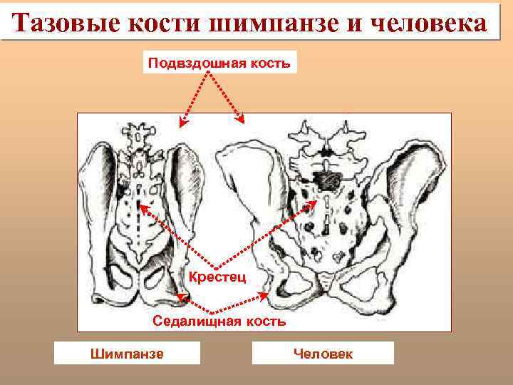 Тазовые кости шимпанзе и человека Подвздошная кость Крестец Седалищная кость Шимпанзе Человек 