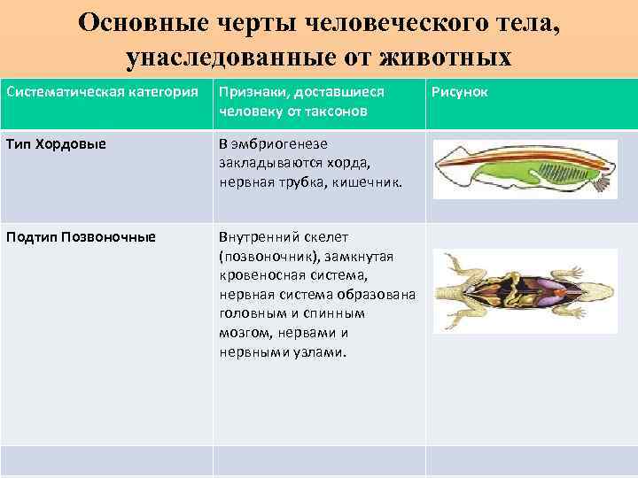 Основные черты человеческого тела, унаследованные от животных Систематическая категория Признаки, доставшиеся человеку от таксонов