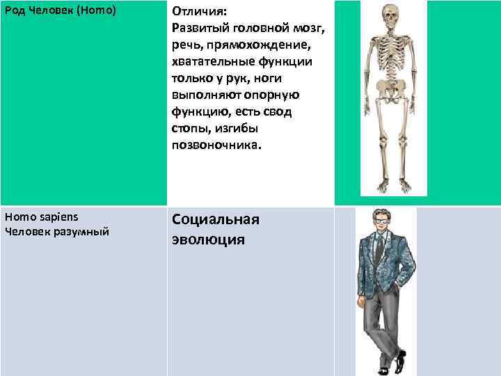 Род Человек (Homo) Отличия: Развитый головной мозг, речь, прямохождение, хватательные функции только у рук,