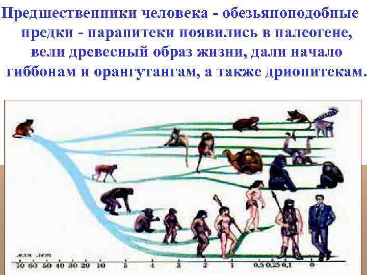 Предшественники человека - обезьяноподобные предки - парапитеки появились в палеогене, вели древесный образ жизни,