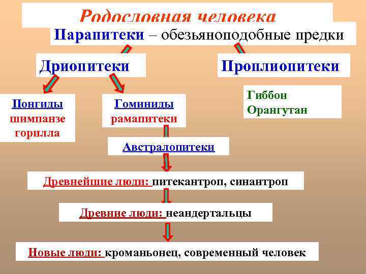 Родословная человека Парапитеки – обезьяноподобные предки Дриопитеки Понгиды шимпанзе горилла Гоминиды рамапитеки Проплиопитеки Гиббон