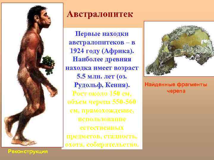 Австралопитек Первые находки австралопитеков – в 1924 году (Африка). Наиболее древняя находка имеет возраст