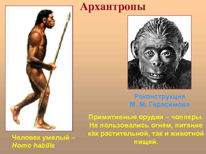 Архантропы Реконструкция М. М. Герасимова Человек умелый – Homo habilis Примитивные орудия – чопперы.