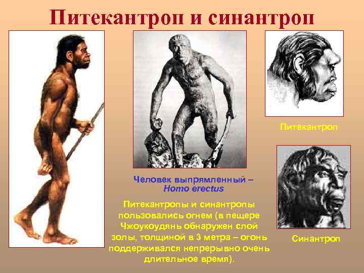 Питекантроп и синантроп Питекантроп Человек выпрямленный – Homo erectus Питекантропы и синантропы пользовались огнем