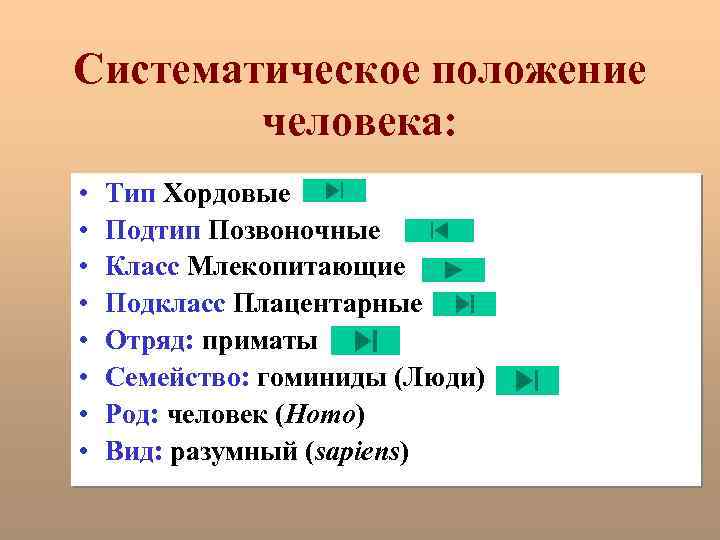 Систематическое положение человека: • • Тип Хордовые Подтип Позвоночные Класс Млекопитающие Подкласс Плацентарные Отряд: