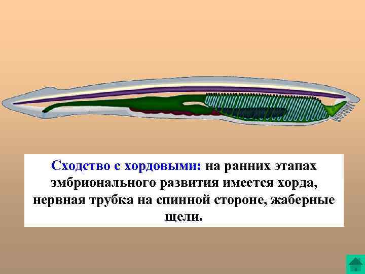 Сходство с хордовыми: на ранних этапах эмбрионального развития имеется хорда, нервная трубка на спинной