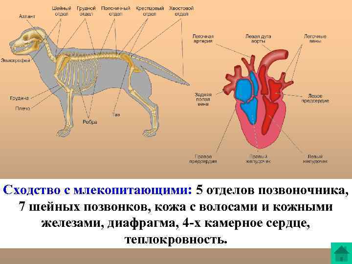 Сходство с млекопитающими: 5 отделов позвоночника, 7 шейных позвонков, кожа с волосами и кожными