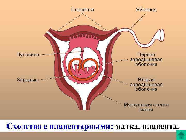 Сходство с плацентарными: матка, плацента. 