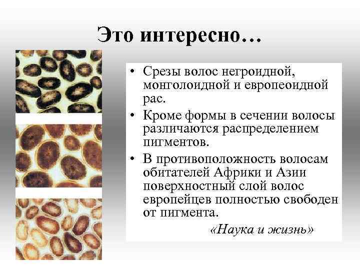 Это интересно… • Срезы волос негроидной, монголоидной и европеоидной рас. • Кроме формы в