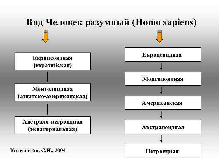 Вид Человек разумный (Homo sapiens) Европеоидная (евразийская) Европеоидная Монголоидная (азиатско-американская) Австрало-негроидная (экваториальная) Колесников С.