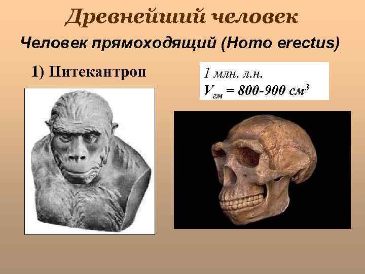 Древнейший человек Человек прямоходящий (Homo erectus) 1) Питекантроп 1 млн. л. н. Vгм =