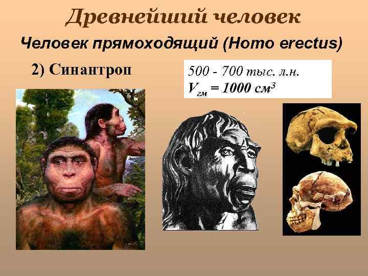 Древнейший человек Человек прямоходящий (Homo erectus) 2) Синантроп 500 - 700 тыс. л. н.