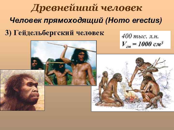 Древнейший человек Человек прямоходящий (Homo erectus) 3) Гейдельбергский человек 400 тыс. л. н. Vгм