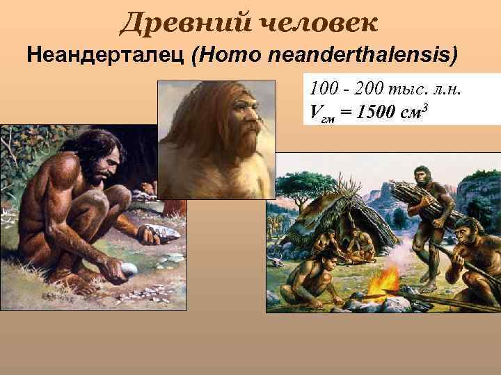 Древний человек Неандерталец (Homo neanderthalensis) 100 - 200 тыс. л. н. Vгм = 1500