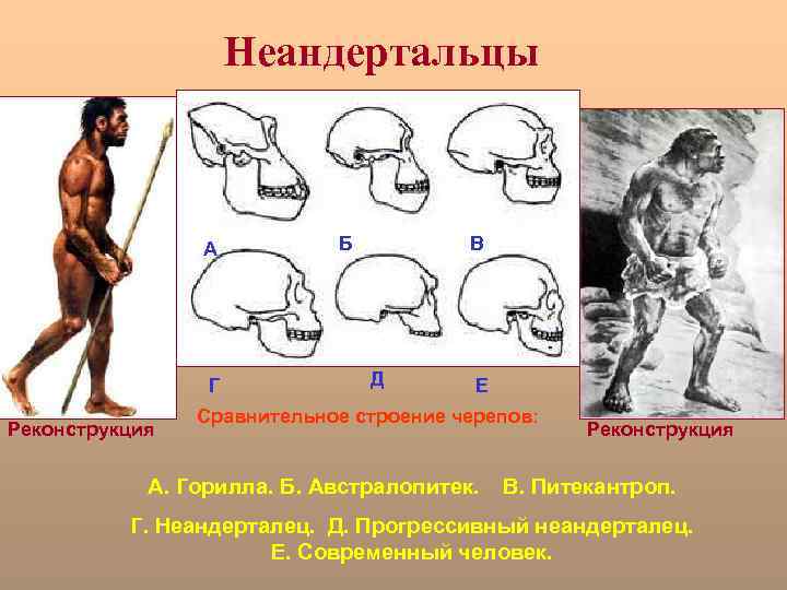 Неандертальцы А Г Реконструкция Б В Д Е Сравнительное строение черепов: А. Горилла. Б.