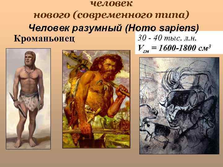 человек нового (современного типа) Человек разумный (Homo sapiens) 30 - 40 тыс. л. н.