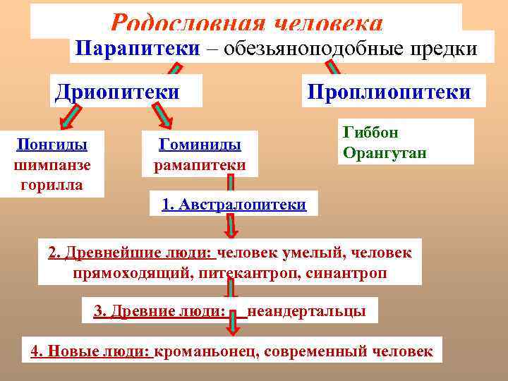 Родословная человека Парапитеки – обезьяноподобные предки Дриопитеки Понгиды шимпанзе горилла Проплиопитеки Гиббон Орангутан Гоминиды