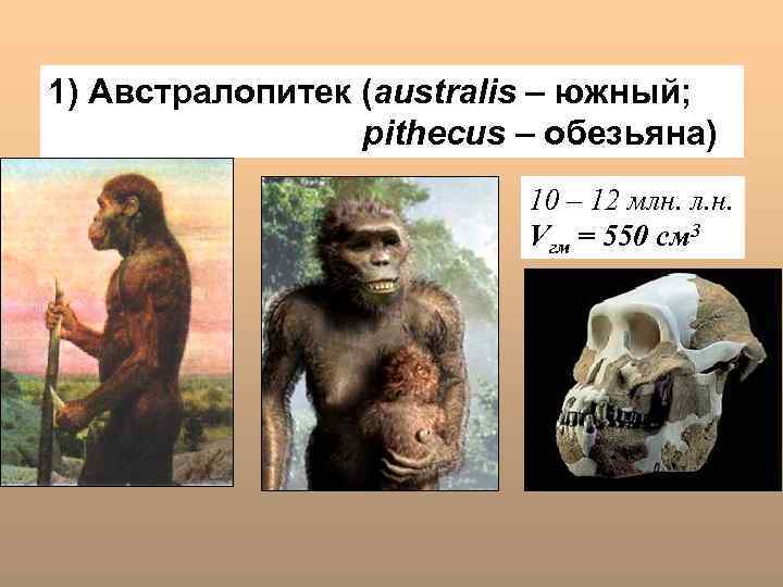 1) Австралопитек (australis – южный; pithecus – обезьяна) 10 – 12 млн. л. н.