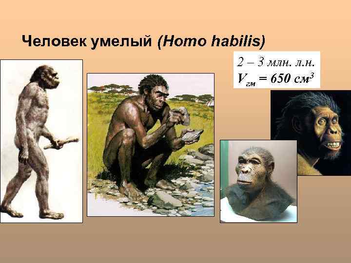 Человек умелый (Homo habilis) 2 – 3 млн. л. н. Vгм = 650 см