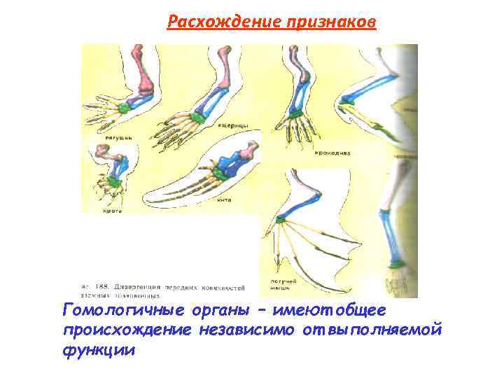 Расхождение признаков Гомологичные органы – имеют общее происхождение независимо от выполняемой функции 