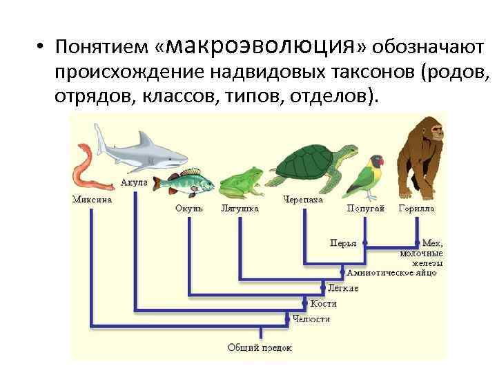  • Понятием «макроэволюция» обозначают происхождение надвидовых таксонов (родов, отрядов, классов, типов, отделов). 