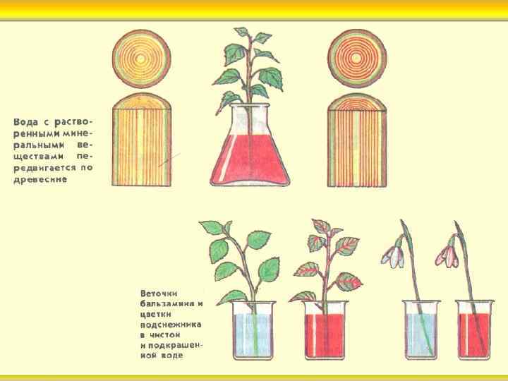 Передвижение веществ у растений тест с ответами