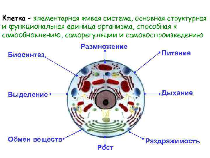 Клетка – элементарная живая система, основная структурная и функциональная единица организма, способная к самообновлению,