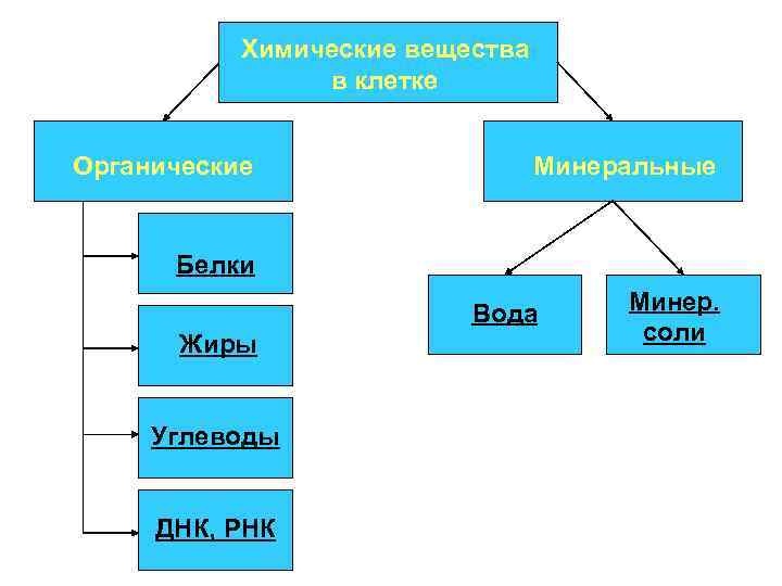 Углеводы днк и рнк