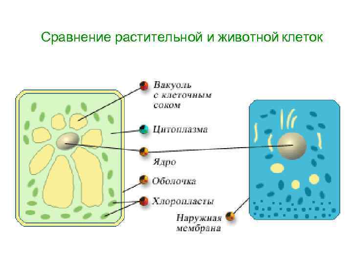 Сравнение растительной и животной клеток 