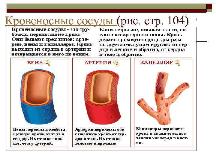  Кровеносные сосуды (рис. стр. 104) 