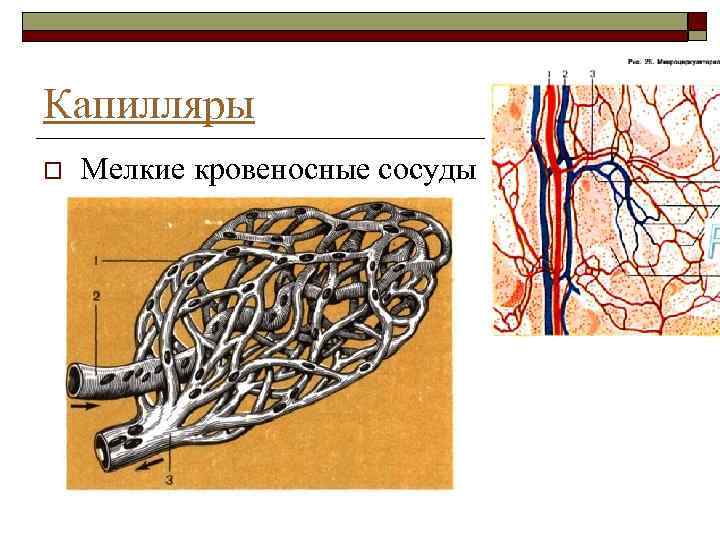 Капилляры o Мелкие кровеносные сосуды 