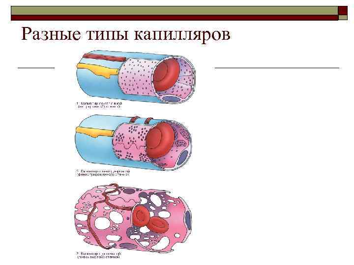 Разные типы капилляров 