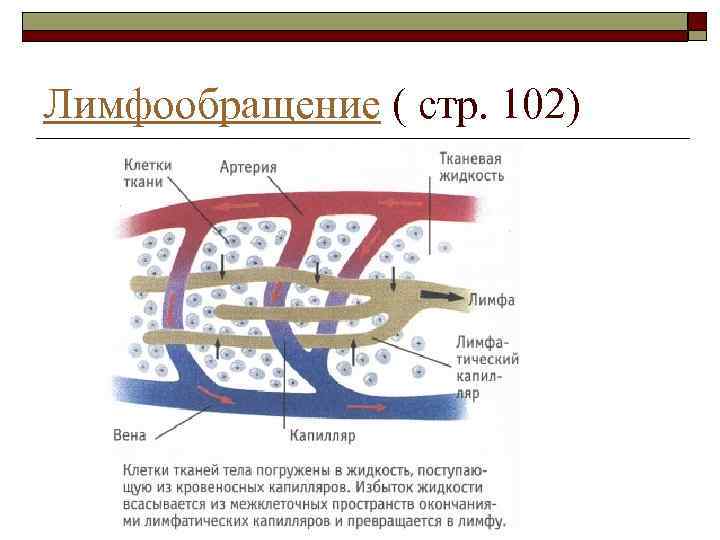 Лимфообращение ( стр. 102) 