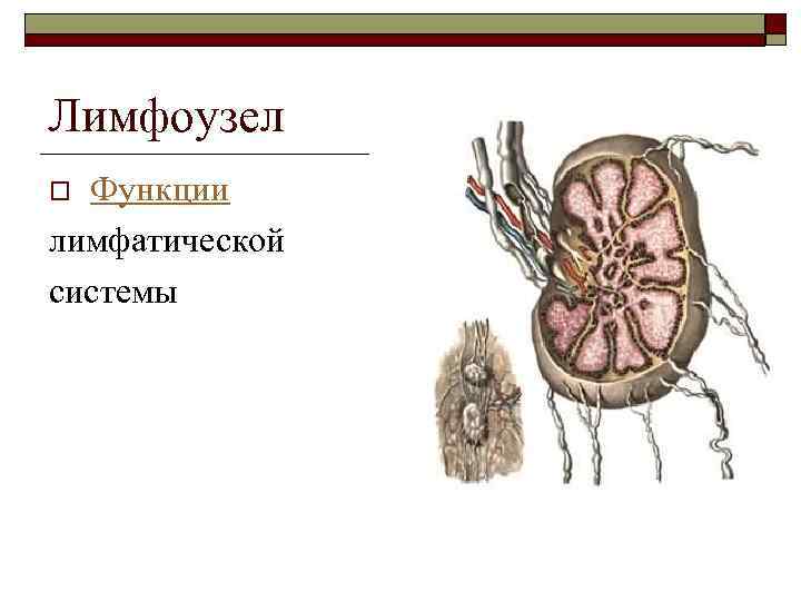 Лимфоузел Функции лимфатической системы o 