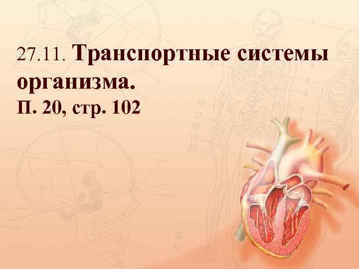 27. 11. Транспортные системы организма. П. 20, стр. 102 