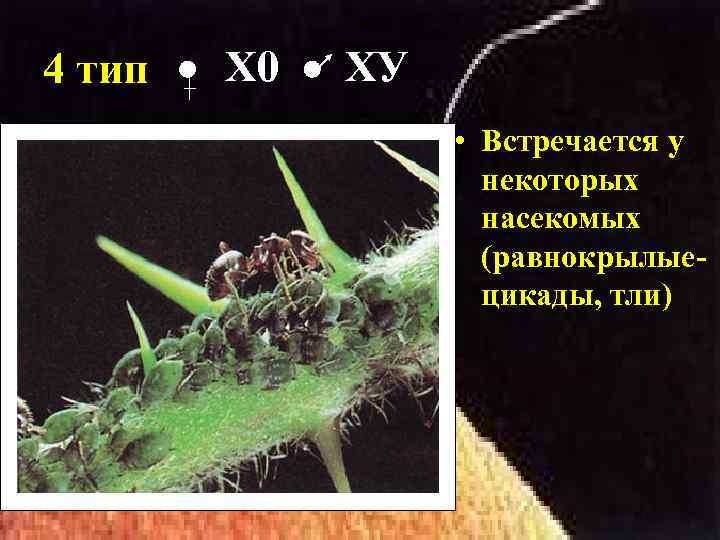 4 тип Х 0 ХУ • Встречается у некоторых насекомых (равнокрылыецикады, тли) 