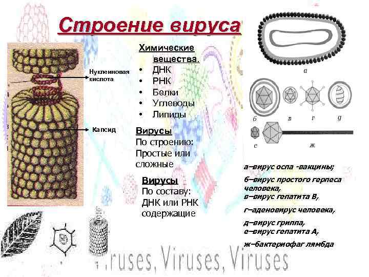 Строение вируса Нуклеиновая кислота Капсид Химические вещества. • ДНК • РНК • Белки •