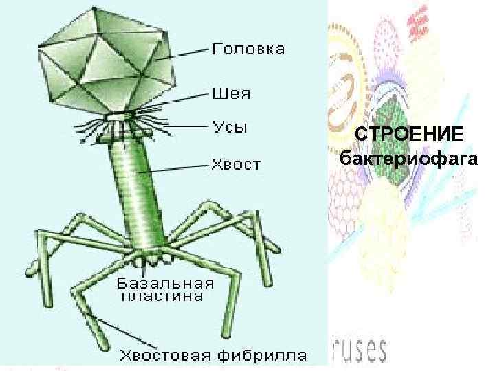 СТРОЕНИЕ бактериофага 