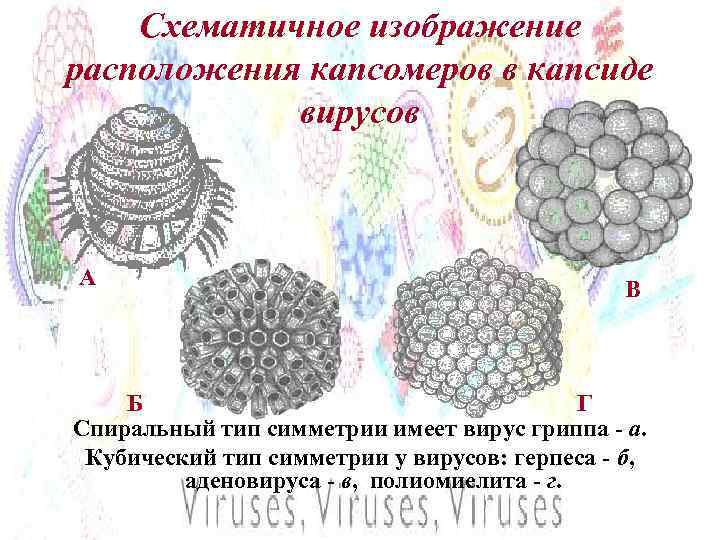 Схематичное изображение расположения капсомеров в капсиде вирусов А В Б Г Спиральный тип симметрии