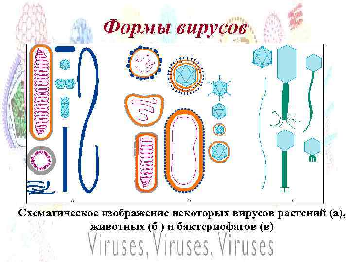 Формы вирусов Схематическое изображение некоторых вирусов растений (a), животных (б ) и бактериофагов (в)