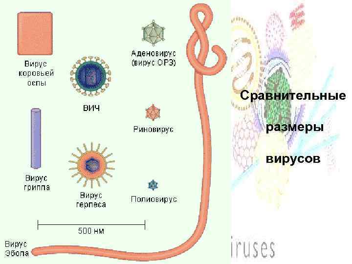 Сравнительные размеры вирусов 