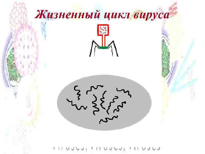Жизненный цикл вируса 