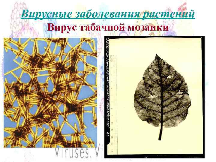 Вирусные заболевания растений Вирус табачной мозаики 