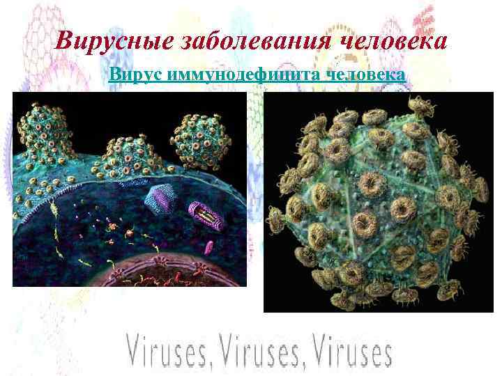 Вирусные заболевания человека Вирус иммунодефицита человека 