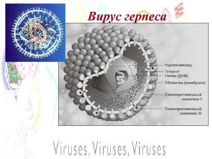 Вирус герпеса 