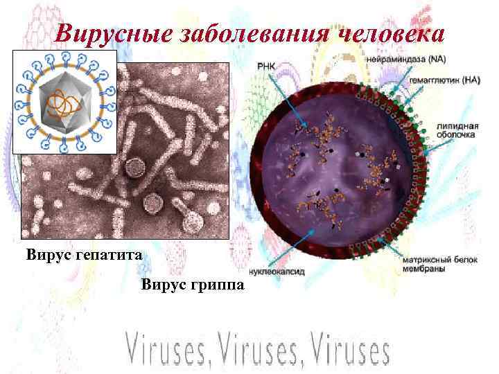 Вирусные заболевания человека Вирус гепатита Вирус гриппа 