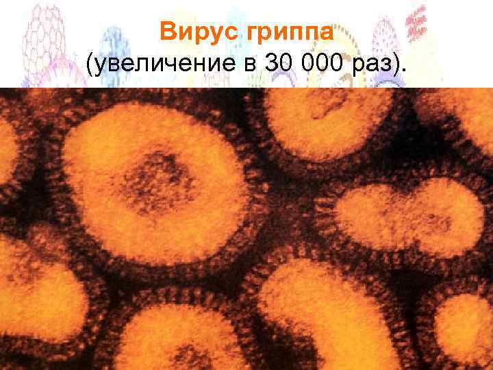 Вирус гриппа (увеличение в 30 000 раз). 