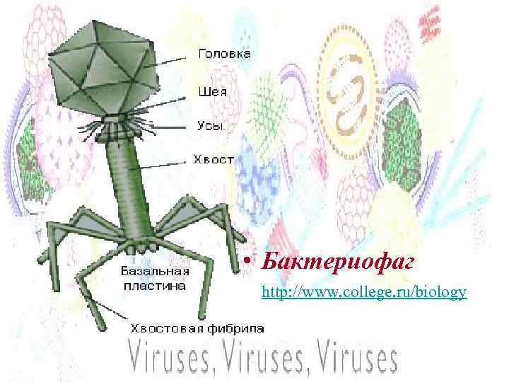  • Бактериофаг http: //www. college. ru/biology 