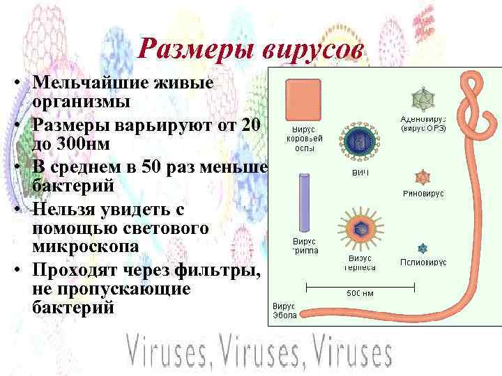 Размеры вирусов • Мельчайшие живые организмы • Размеры варьируют от 20 до 300 нм