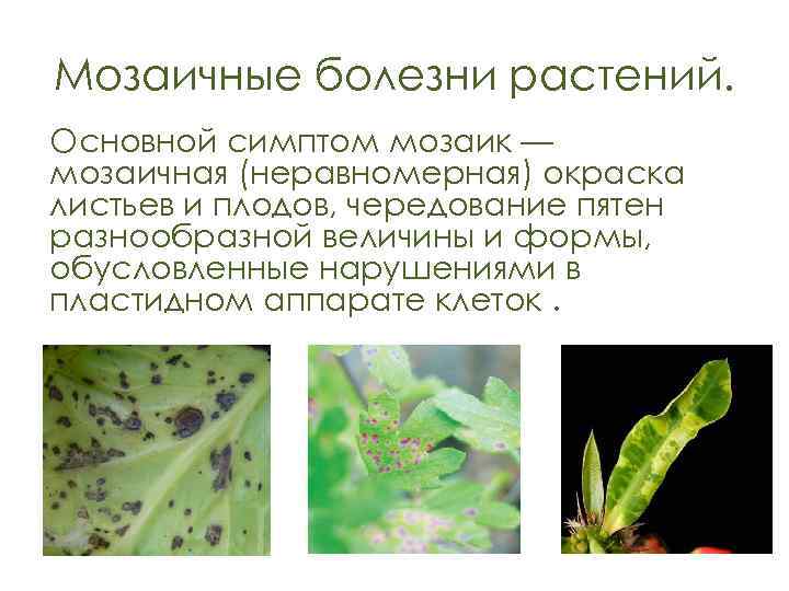 Мозаичные болезни растений. Основной симптом мозаик — мозаичная (неравномерная) окраска листьев и плодов, чередование
